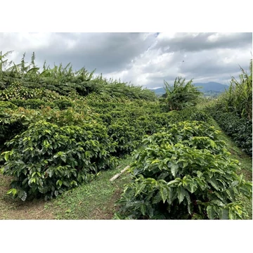 R Coffee CASCARA COSTA RICA FINCA LAS LAJAS 100gr